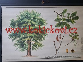 DUB ZIMNÍ - školní plakát s laťkami - 198? - rozměry 60*83 cm - dekorace