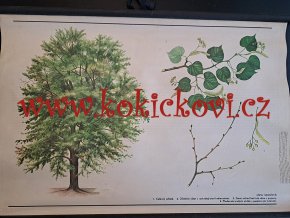 LÍPA SRDČITÁ - školní plakát s laťkami - 198? - rozměry 60*83 cm - dekorace