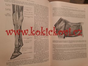 Handbuch der vergleichenden Anatomie der Haustiere Ellenberger, Wilhelm - ‎ Baum, Hermann 1943