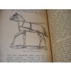 Pojednání o chovu plemenech, plemenitbě a nemocech koní 1895 - KOŇAŘSTVÍ - BEZDÍČEK