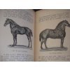 Pojednání o chovu plemenech, plemenitbě a nemocech koní 1895 - KOŇAŘSTVÍ - BEZDÍČEK