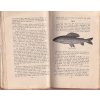 RYBÁŘSTVÍ VE VODÁCH HORSKÝCH POLÁŠEK 1925 - PSTRUH LIPAN VELEVRUB