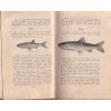 RYBÁŘSTVÍ VE VODÁCH HORSKÝCH POLÁŠEK 1925 - PSTRUH LIPAN VELEVRUB
