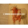 SROVNÁVACÍ ANATOMIE ZVÍŘAT DOMÁCÍCH 1950 PROF. KOLDA