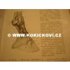 SROVNÁVACÍ ANATOMIE ZVÍŘAT DOMÁCÍCH 1950 PROF. KOLDA