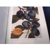 Kamenický, Karel: Atlas tržních odrůd ovocných, 1941