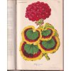 Illustrirte Garten-Zeitung 1874 - Měsíčník pro zahradnictví, ovocnářství a květinářství - 1874