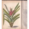 Gartenflora 1900 - Časopis pro zahradnictví a květinářství - 1900 - Berlín