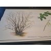 LÍSKA OBECNÁ- školní plakát s laťkami - 198? - rozměry 60*83 cm - dekorace