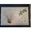 LÍSKA OBECNÁ- školní plakát s laťkami - 198? - rozměry 60*83 cm - dekorace