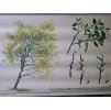 VRBA JÍVA - školní plakát s laťkami - 198? - rozměry 60*83 cm - dekorace