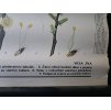 VRBA JÍVA - školní plakát s laťkami - 198? - rozměry 60*83 cm - dekorace