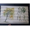 VRBA JÍVA - školní plakát s laťkami - 198? - rozměry 60*83 cm - dekorace