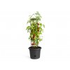 Obal Green Basics Tomato Pot living black 33 cm 2