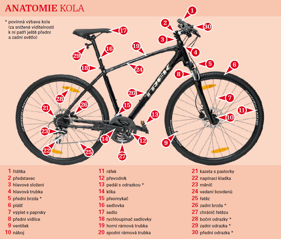 Anatomie kola