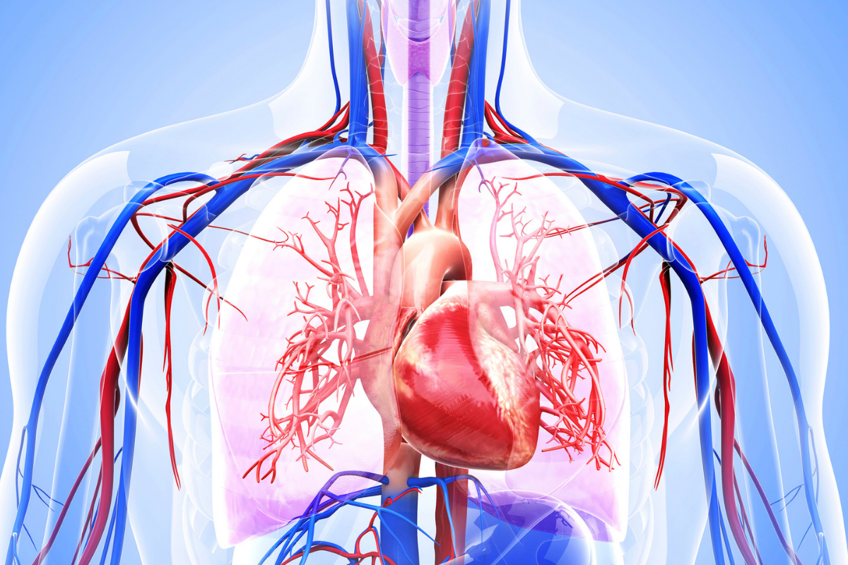 Kolagen a jeho význam pro srdce a srdečně-cévní systém.