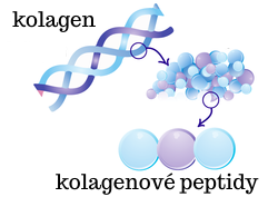 Víte jaký je rozdíl mezi kolagenovými peptidy a hydrolyzovaným kolagenem?