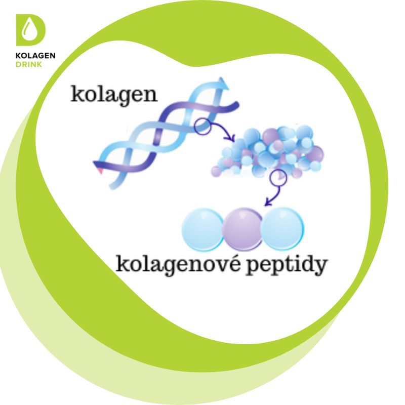Víte jaký je rozdíl mezi kolagenovými peptidy a hydrolyzovaným kolagenem?
