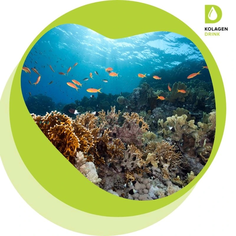 Mořský kolagen z volně žijících ryb: proč záleží na jeho původu