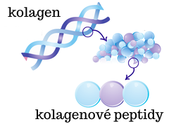 Kolagen