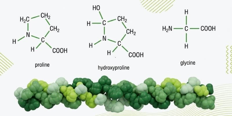 Aminokyseliny v kolagenu: strukturní vzorce prolinu, hydroxyprolinu a glycinu