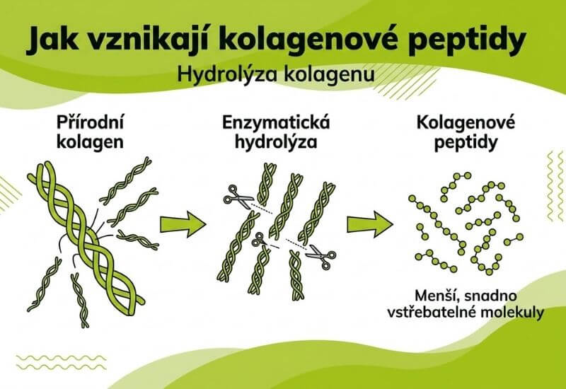 Jak hydrolýzou kolagenu vznikají menší kolagenové peptidy