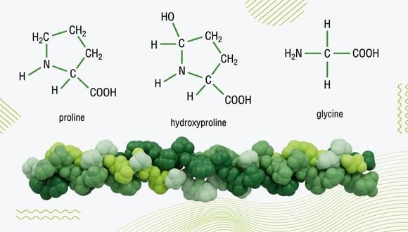 Složení kolagenu: aminokyseliny prolin, hydroxyprolin a glycin