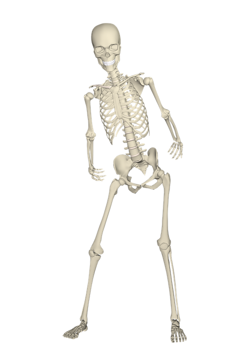 skeleton-1654869_960_720