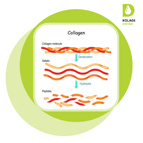 Kolagén alebo hydrolyzovaný kolagén. V čom je rozdiel?