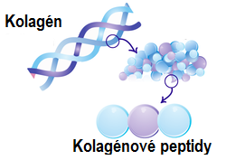 Viete aký je rozdiel medzi kolagénovými peptidmi a hydrolyzovaným kolagénom?