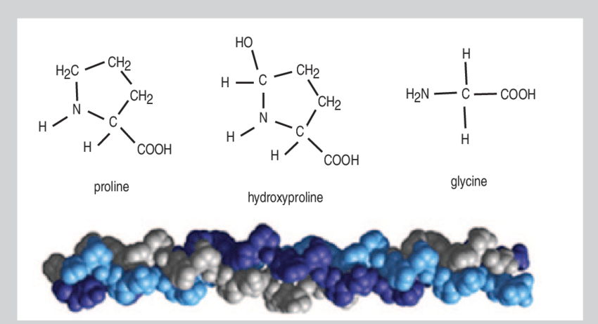 Schematic-showing-the-triple-helical-structure-of-the-collagen-molecule-and-three-amino