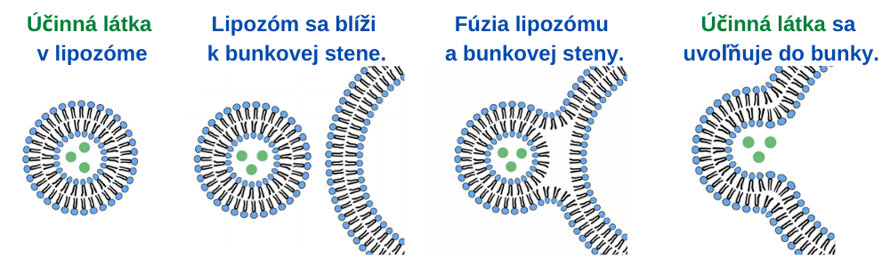 _kolagendrink.sk Liposomal - how it works