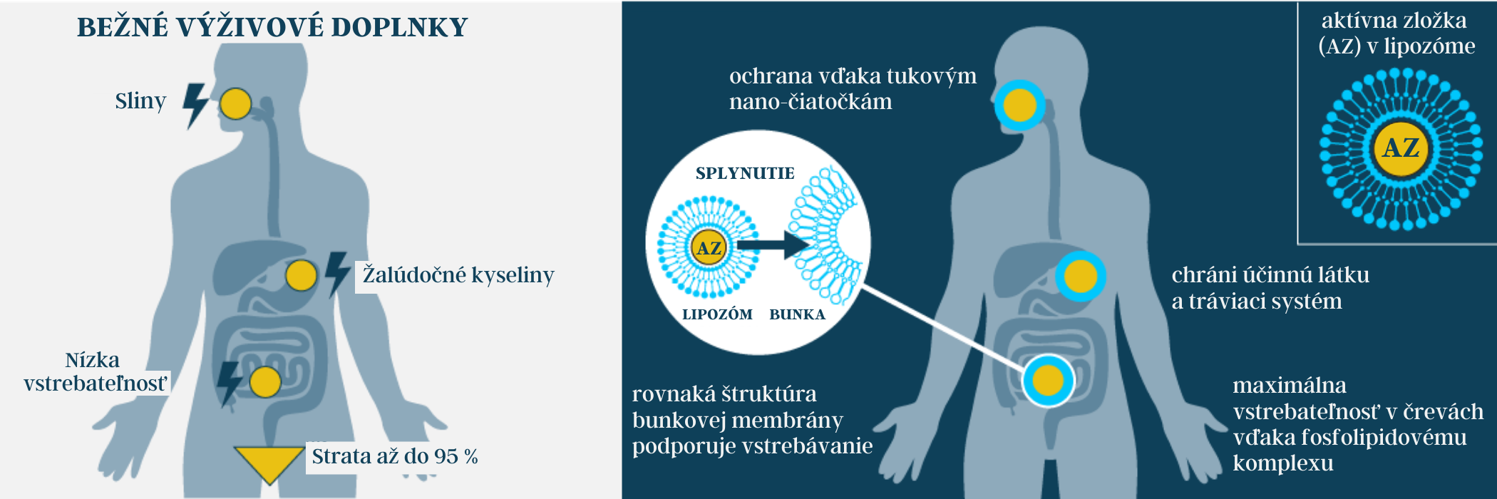 absorpcia travenie liposomal