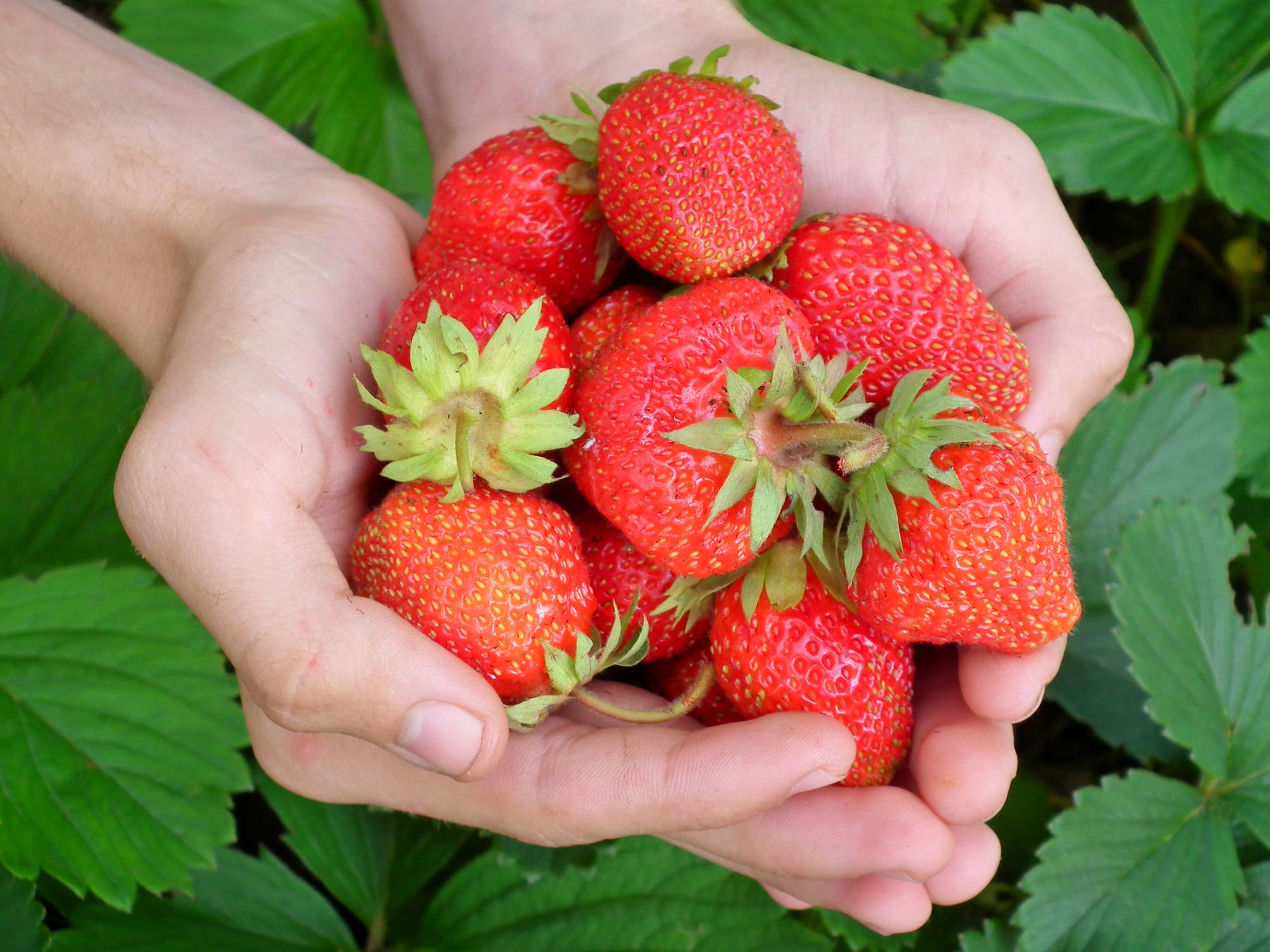 berry-strawberry-hands-leaves-65271