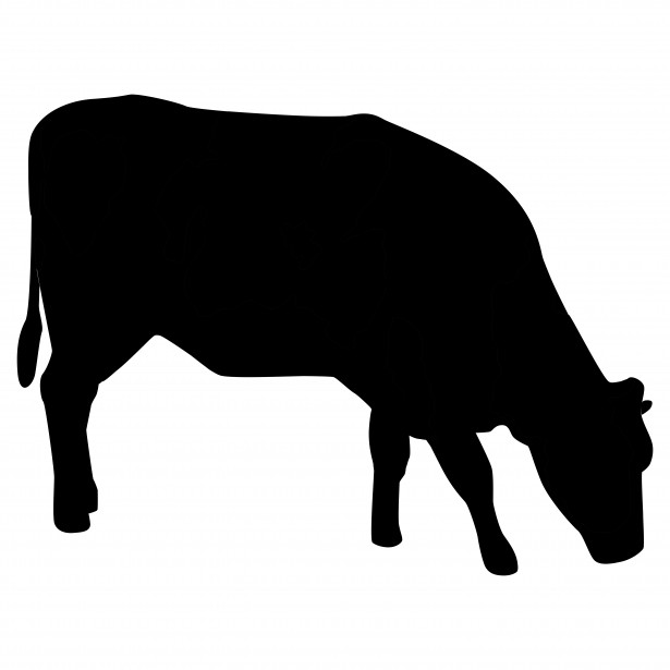 bovine_1