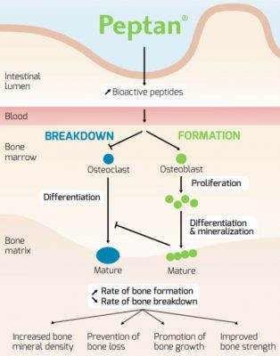 Peptan_bonemechanism-314x400