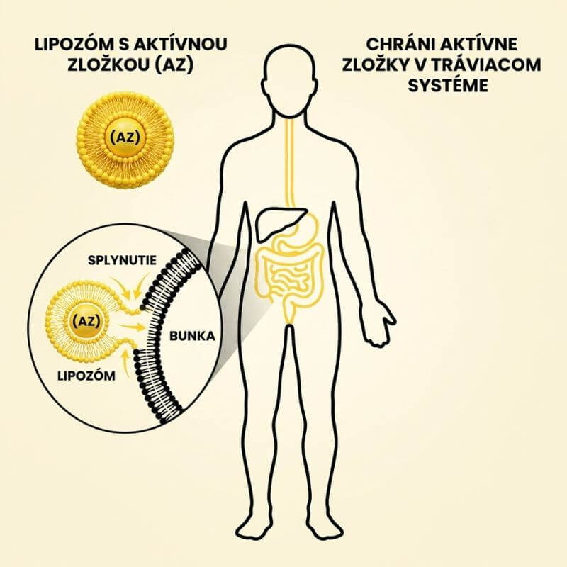 Lipozomálna technológia ABSORBii VITAMIN C v praxi