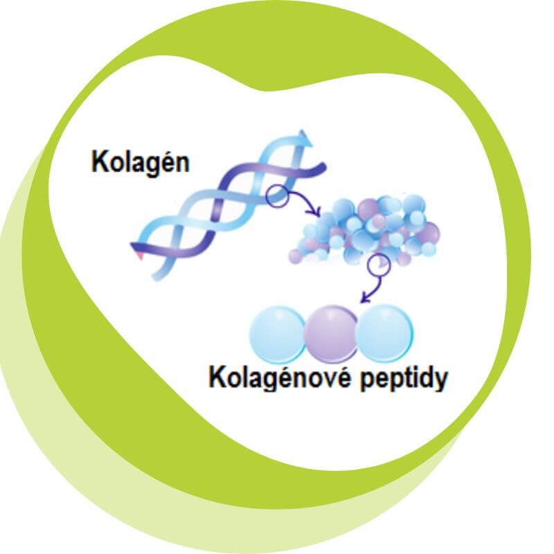 Kolagénové peptidy a hydrolyzovaný kolagén – vysvetlenie rozdielu