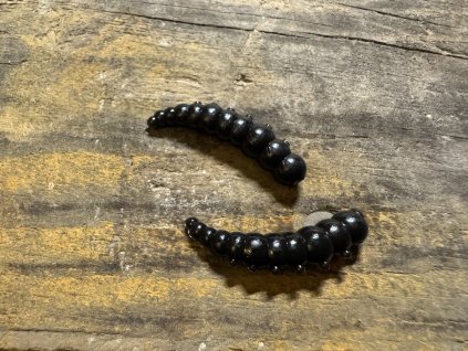 Licha - Larva roháče - 3,5cm (černá barva) balení po 10ks - Collab baits studio