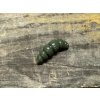Larva - Apod FAT - 4cm (Watermelon barva 017) balení po 7ks - Harmony baits