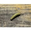 Larva - Grub - 4cm (Khaki barva 016) balení po 9ks - Harmony baits