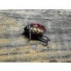 Bromba 3,3cm plovoucí (Beruška barva ) FBI Hunter