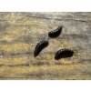 Pinka - larva vosy - mini 2cm (černá barva) balení po 10ks - Collab baits studio