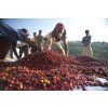 Ethiopia Bezkofein, zrnková káva