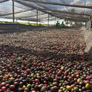Káva pro nás nezačíná až v pražírně. Začíná tisíce kilometrů odsud – na farmách, mezi kávovníky a u lidí, kteří se o...