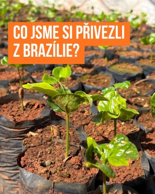 Co jsme si přivezli z Brazílie? 🇧🇷 Kromě asi tří kil navíc a receptu na caipirinhu hlavně mnohem větší respekt k práci...