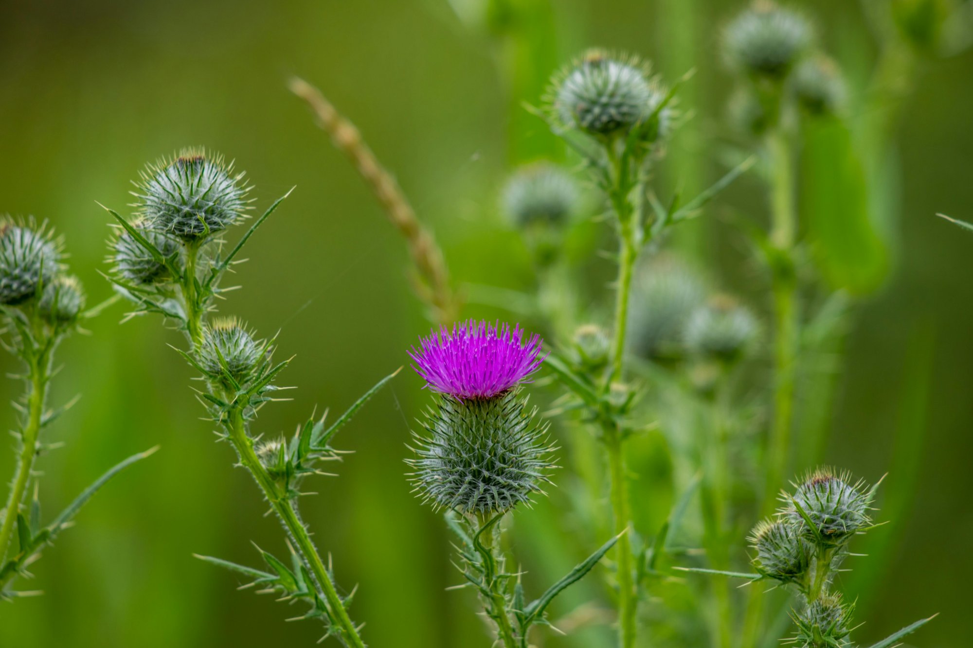 Pestrec mariánsky (Silybum marianum)