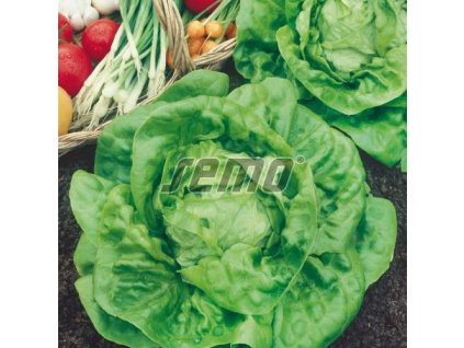 p3801 semo zelenina salat hlavkovy major 500x500