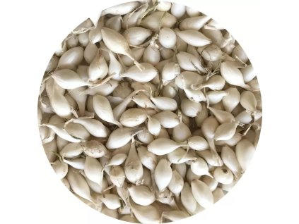 1663154384 13 sazecka bila snowball 7 14 mm