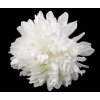 Umelý kvet chryzantéma Ø15 cm, svetlá krémová